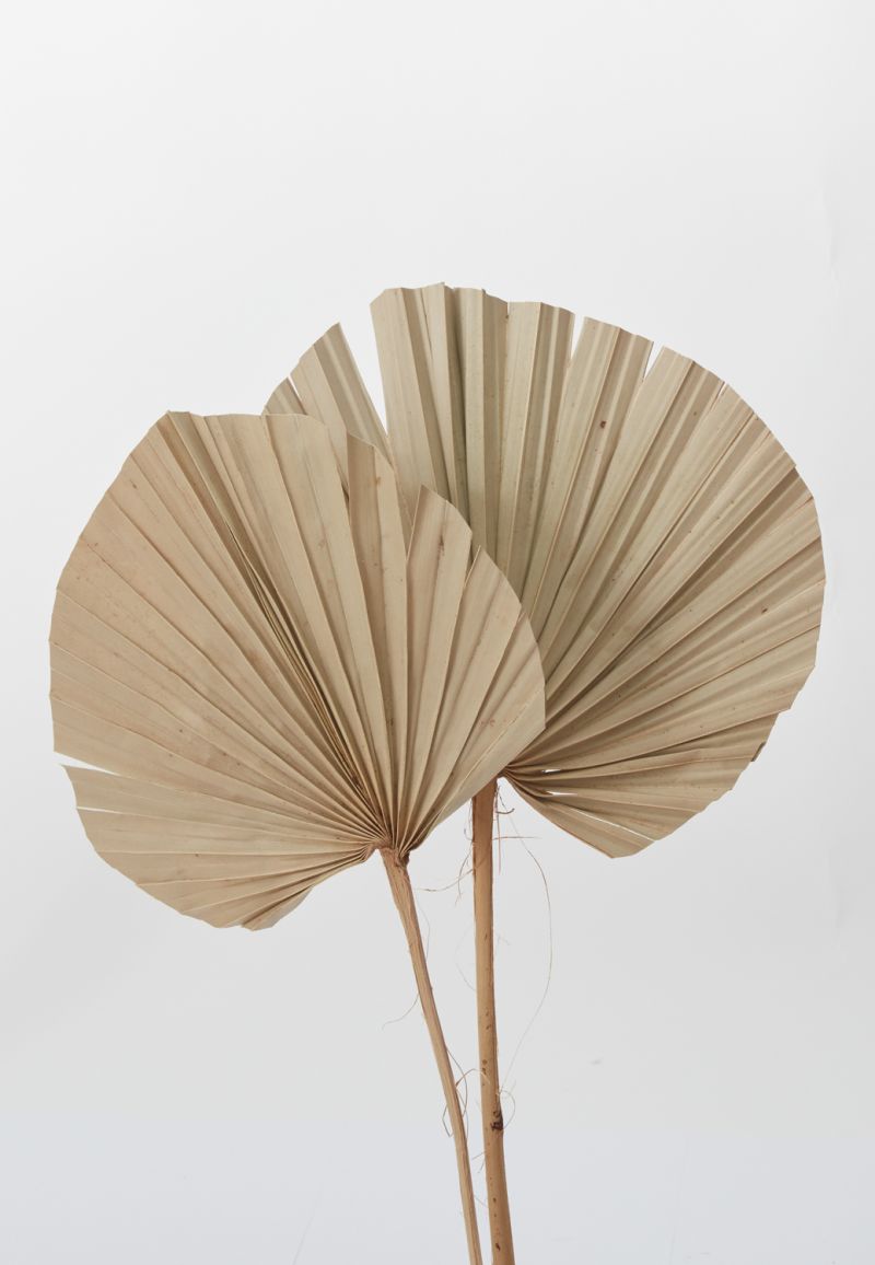 Dried Palm Fan